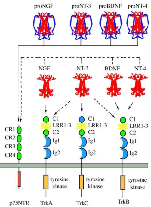 Figura  3  Neurotrophin–receptor  interactions.  This  illustrates  the  major  interactions  of  each  of  the  four  mammalian  neurotrophins
