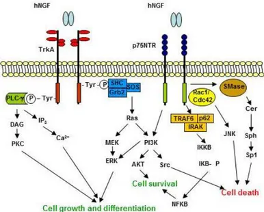 Figura  24 Summary of the NGF signaling pathways. Adapted from Nicol and Vasco, 2007(Nicol and Vasko,  2007) 