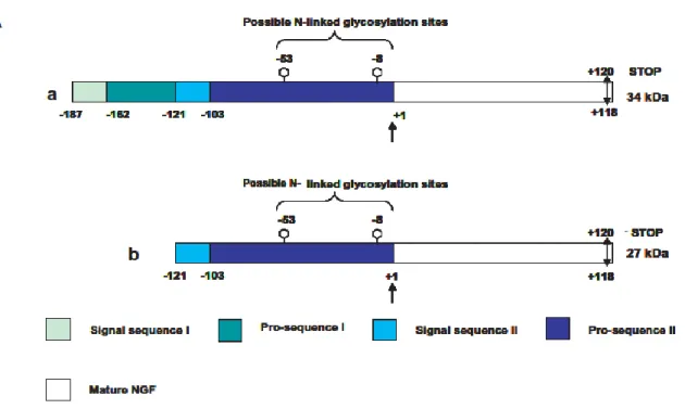 Figure  5  Schematic  representation  of  the  major  translation  products  arising  from  alternative  splicing  of  the  NGF  transcript: the long pre-proNGF form of 34 kDa (a) and the short pre-proNGF form of 27 kDa (b)
