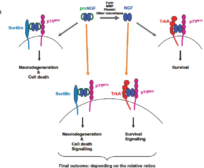 Figure 6 Possible scheme for the signaling of NGF and proNGF, involving Sortilin receptor, besides the “traditional” re- re-ceptors p75 NTR  and TrkA