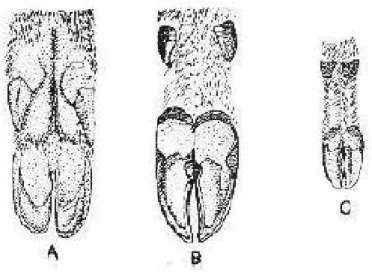 Figura 4 Piedi di alcuni ungulati: A) cinghiale (Sus scrofa),  B) cervo (Cervus  elaphus), C) capriolo (Capreolus capreolus) 