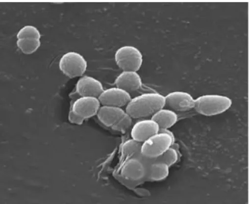 Foto n. 3: Enterococcus faecalis    (www.hpa.org.uk) 