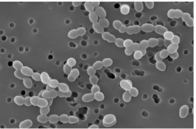 Foto n. 5: Leuconostoc mesenteroides   (genome.jgi-psf.org) 