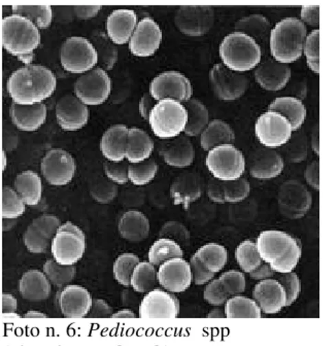 Foto n. 6: Pediococcus  spp   (vietsciences.free.fr) 