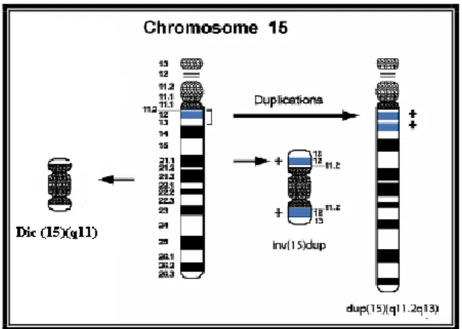 Figura 4.4: Anomalie strutturali del cromosoma 15. La regione 15q11-q13 e colorata in  azzurro