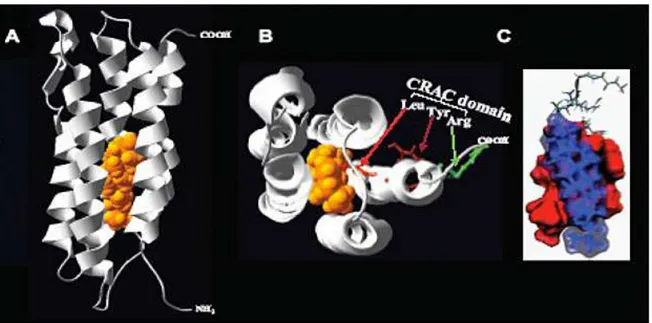 Fig.  3  A)  Molecular  model  of  TSPO‟s  five  alpha  helices  in  the  presence  of  cholesterol,  demonstrating  a  pore  accommodating a cholesterol molecule