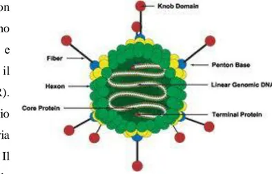 Figura 7: Adenovirus, genoma; medscape.com. 