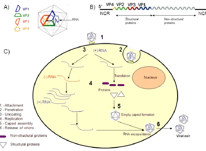 Figura 9: Enterovirus, ciclo replicativo; discoverymedicine.com. 