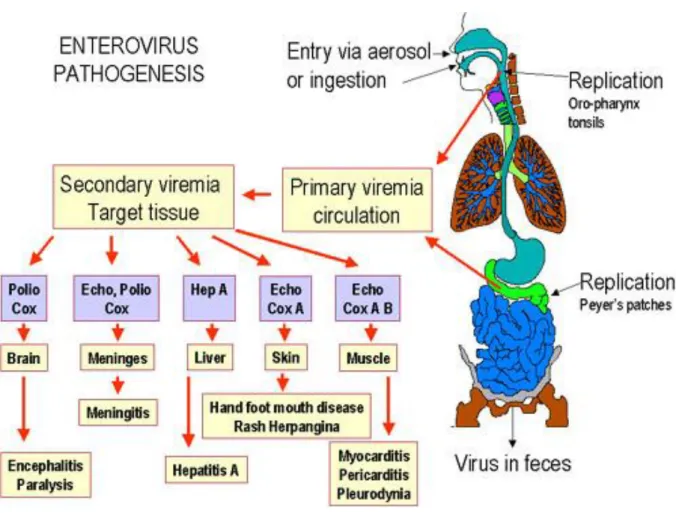 Figura 10: Enterovirus patogenesi; pathmicro.med.sc.edu.  