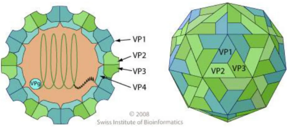 Figura 12: Picornavirus, geometria del capside e assemblaggio dei protomeri; exspasy.org.