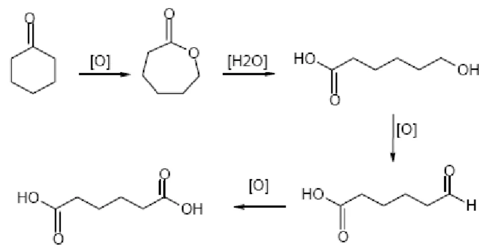 Figura 13: meccanismo di ossidazione del cicloesanone. 