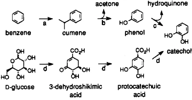 Figura 5: confronto schema di sintesi del catecolo a partire da benzene e da D-glucosio