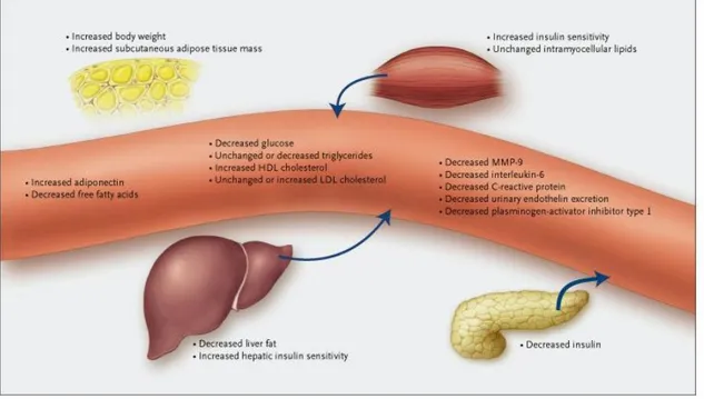 Figura  4:  I  glitazoni  sono  in  grado  di  aumentare  la  lipogenesi  nel  tessuto  adiposo  abbassando  le 