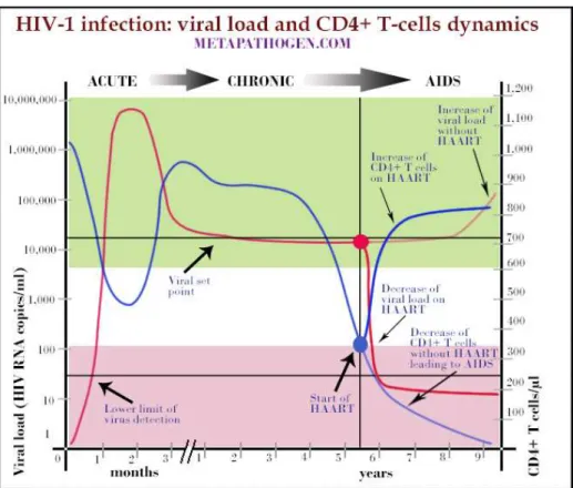 Figura 7.3: La linea blu indica il numero di linfociti CD4+, dal momen- momen-to dell’infezione alla morte