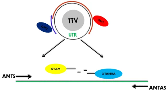 Fig. 6. Regione altamente conservata all’interno della UTR di TTV. 