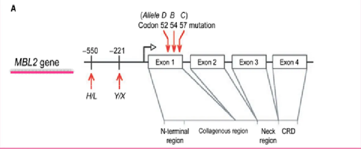 Fig. 5. Gene MBL2: struttura e polimorfismi 