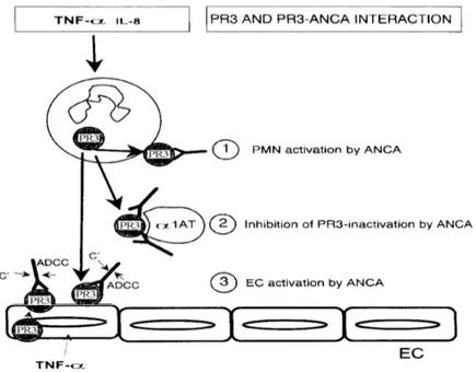 Figura  3:  rappresentazione  schematica  della  patogenesi  delle  vasculiti ANCA associate.