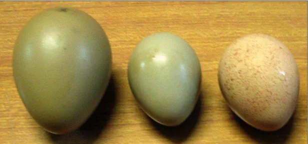 Foto 3: nell’ordine, uovo di fagiano, starna e pernice 