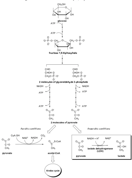 Figure 1.4. The glycolytic process and the two main metabolic pathways in which pyruvate is involved,  depending on the presence of oxygen
