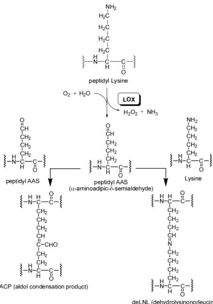 Figure 2.1. LOX-catalyzed reaction and spontaneous formation of crosslinkages from peptidyl AAS.