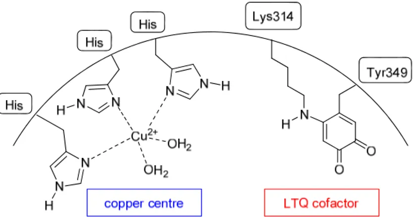 Figure 2.2. Active site of LOX. Copper atom bound to histidine residues is highlighted in blue, LTQ cofactor  in red.