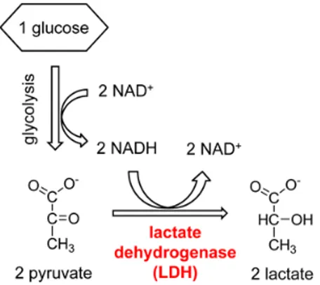 Figure 3.8. Reaction catalyzed by LDH and regeneration of the cofactor NAD + , needed for the glycolytic  process