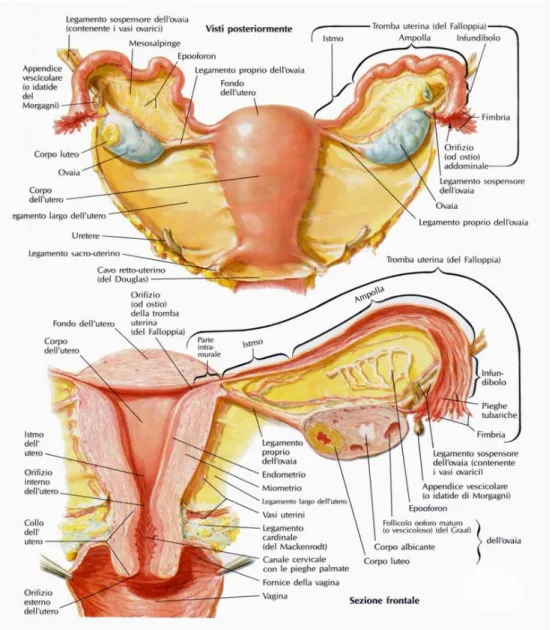 Figura 1.1: anatomia normale di utero e annessi. 