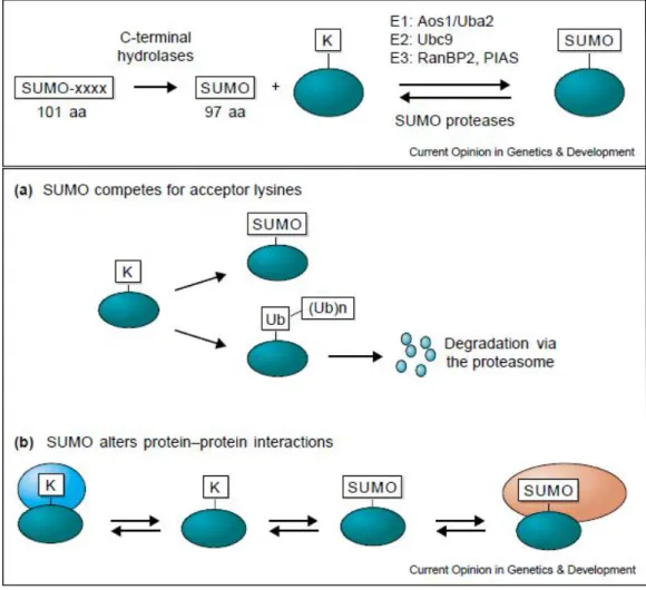 Fig. 1.4 - Possibili conseguenze delle interazioni di Sumo con una proteina. Da Gill 2003