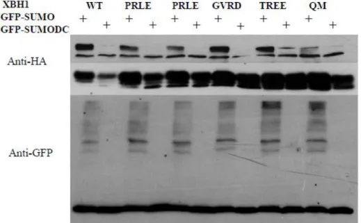 Fig.  1.5:  risultato  di  western  blot  La  forma  GFP-Sumo  DC  ,  delta  C,  ha  una  delezione  al  C  terminale  che  è  l’estremità  che  lega  la  lisina  bersaglio  per  cui  non  può  interagire  con  nessuna  proteina, è un controllo