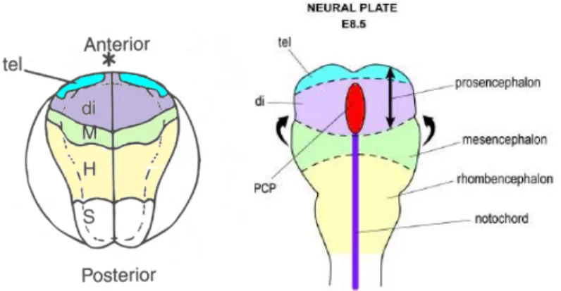 Fig. 1.3 - Mappe del destino dei territori della piastra neurale di Xenopus e topo