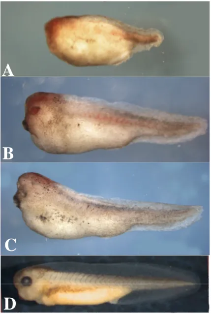 Fig.  4.7-A,  B  e  C  Fotografie  di  tre  embrioni  di  X.  laevis  a  stadio  37/38  ventralizzati  in  seguito  all’iniezione di 50 pg di Xbh1 wt + LacZ 