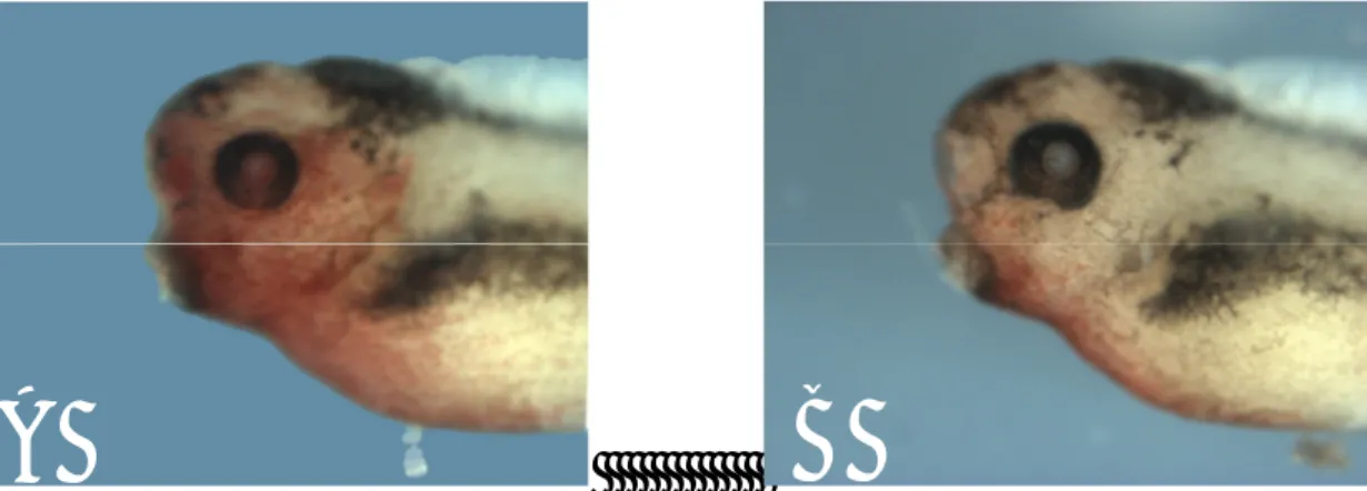 Fig. 4.8- fotografia di entrambi i lati di un embrione iniettato con 50 pg Xbh1-wt . A: lato iniettato  che presenta un occhio di dimensioni lievemente minori