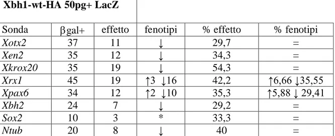 Tabella 4.1- Risultati delle ibridazioni in situ per gli embrioni iniettati con 50 pg di Xbh1-wt-HA +   LacZ