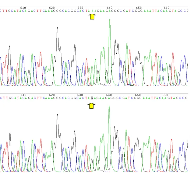 Fig. 4.1- Elettroferogrammi della Sequenza di Xbh1 prima, in alto, e dopo, in basso, la mutagenesi  sito diretta che ha trasformato la Lisina 189 in Arginina
