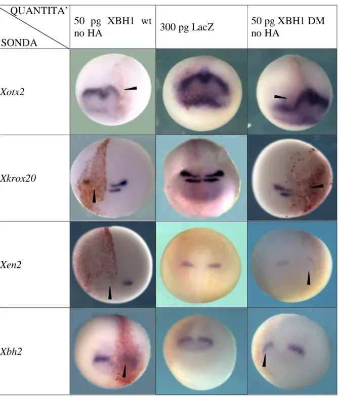Fig. 4.2- Fotografie di embrioni sottoposti a ISH whole mount; in colonna il costrutto con cui sono  stati  iniettati  in  orizzontale  il  gene  di  cui  è  stata  analizzata  l’espressione