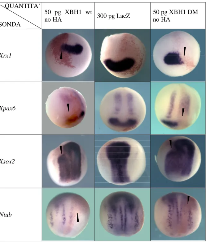 Fig 4.3- Fotografie di embrioni sottoposti a ISH whole mount; in colonna il costrutto con cui sono  stati  iniettati  in  orizzontale  il  gene  di  cui  è  stata  analizzata  l’espressione