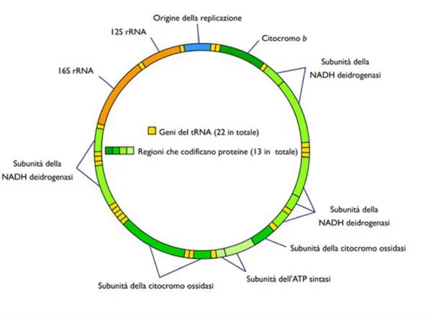 Figura 2: Rappresentazione schematica del DNA mitocondriale. L’importanza del mt-DNA risiede nel fatto  che in tali molecole di DNA sono codificati i geni responsabili per la sintesi delle proteine che costituiscono  la  catena  di  trasporto  degli  elett