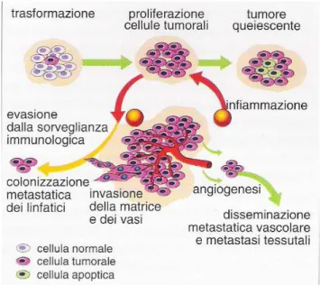 Fig. 2.2 - Angiogenesi e disseminazione metastatica (da Marconato e Del Piero, 2005) 