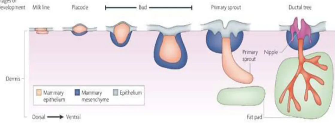 Fig. 1.1: Sviluppo della ghiandola mammaria 