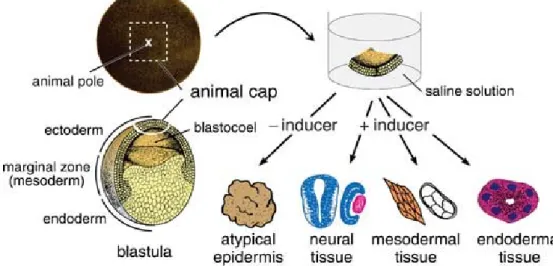 Figure 1.6 Outline of the animal cap assay. An animal cap removed from a blastula is immersed  in a saline solution that contains various concentrations of inducer