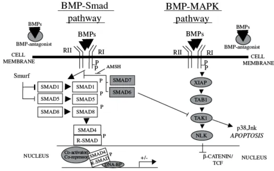 Figure 1.7 Schematic representation of the “canonical” BMP-Smad pathway and 