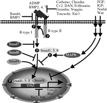 Figure 1.8 BMP signaling cascade and mechanisms of its inhibition in neural induction
