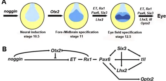 Figure 1.9 Neural induction and eye field specification in Xenopus. A: Relative timing of gene  expression in the eye field specification in the anterior neural plate