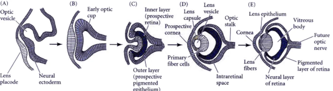 Figure 1.1 Schematic diagram of vertebrate eye development. A: The optic vesicle evaginates  from the brain and contacts the overlying ectoderm, inducing a lens placode (the prospective  lens)