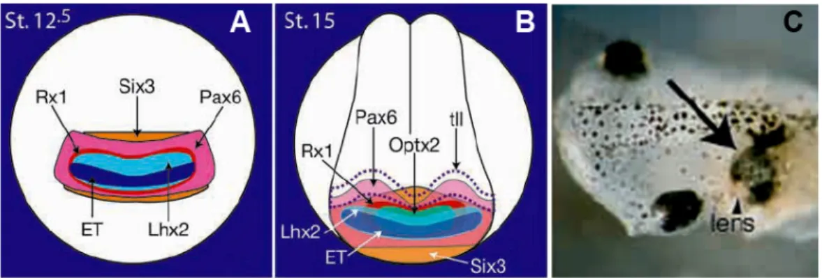 Figure 1.2 Overlapping expression patterns of the eye field transcription factors at stage 12.5 (A)  and stage 15 (B) are shown