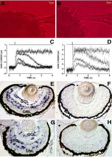 Figure 3.3 Functional properties of 20pg noggin-expressing eye field transplants. A,B: a rod  photoreceptor outer segment projecting from a retinal fragment is shown inside the recording  pipette for either a stage 46 wild type (WT) Xenopus (A) or a time-m