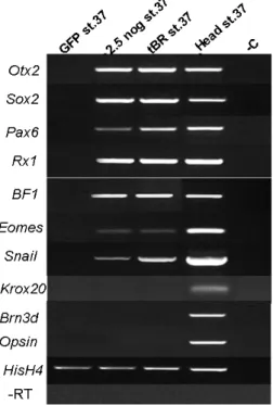 Figure 3.5.3 RT-PCR molecular marker  analysis on ACES cells injected with  noggin or tBR mRNA