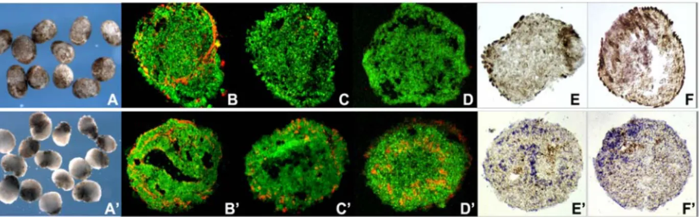 Figure 3.1.3   In 20pg noggin-expressing ACES cells, no expression of forebrain markers (A, B)  was found by in situ hybridization and a certain percentage of proliferating cells was detected by  EdU incoporation (C, EdU in red, GFP in green)