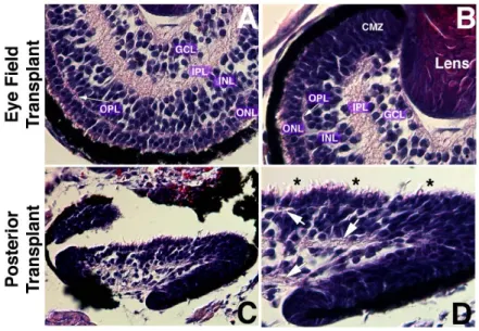 Figure 3.2.2    Histological analysis (H&amp;E staining) of the 20pg noggin-expressing transplants