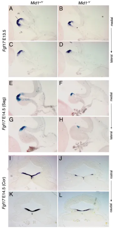 Figure 6. Fgf17 is downregulated in Mid1 ⫺/Y embryos. RNA in situ hybridization of Fgf17 on E13.5 sagittal section [medial (A, B); mediolateral (C, D)], on E14.5 sagittal sections [medial (E, F ); mediolateral (G, H )], and on E14.5 coronal sections [rostr